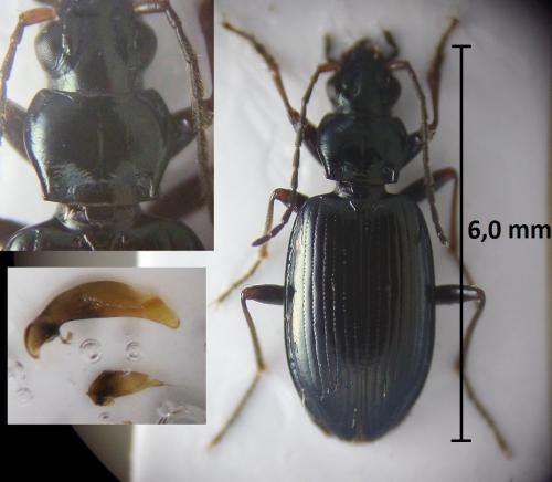 Bembidion complanatum
